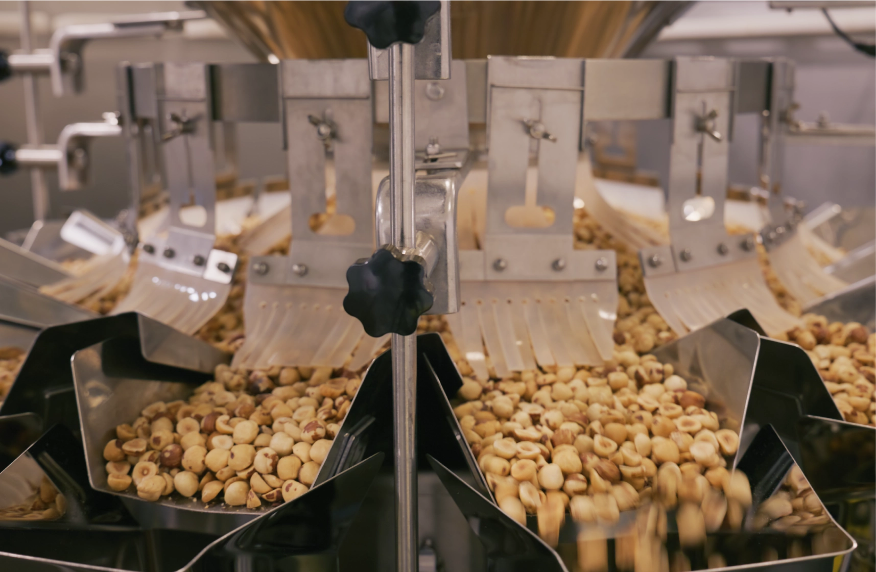 hazelnuts being sorted