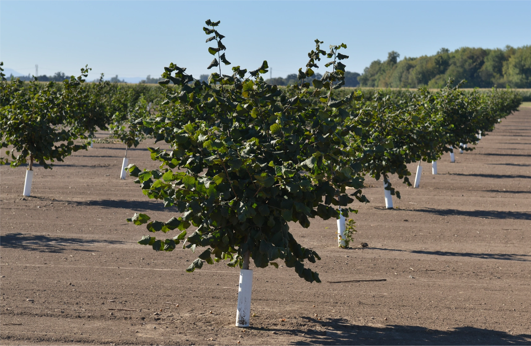 young hazelnut tree