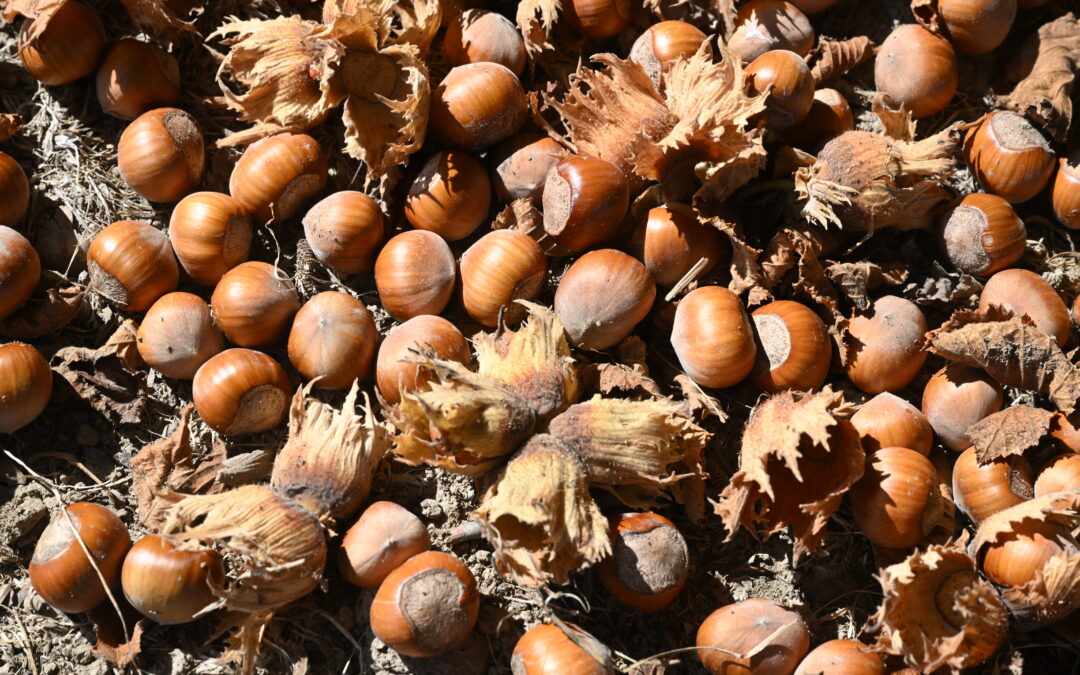 Fall 2026 Global Hazelnut Report